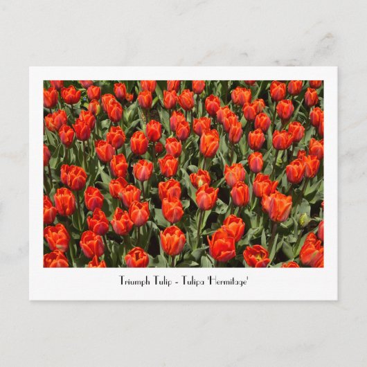 TRIUMPH TULIP Tulipa "Hermitage"-Briefkaart Briefkaart (Voorkant)