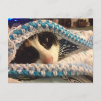 Trixie en de blauwe plekken briefkaart