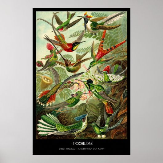 Trochilidae - Bord 99 - Kunstformen der Natur Poster (Voorkant)