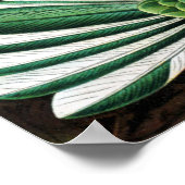 Trochilidae Hummingbird, Ernst Haeckel Poster (Hoek)