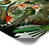 Trochilidae - Hummingvogels Poster (Hoek)