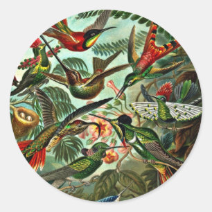 Trochilidae - Hummingvogels Ronde Sticker