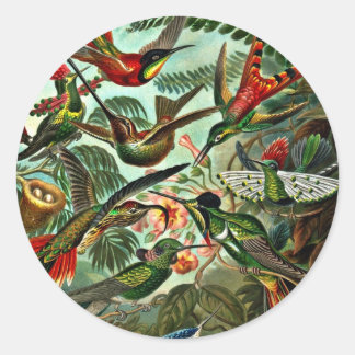 Trochilidae - Hummingvogels Ronde Sticker