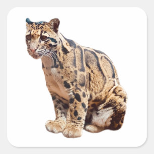 troebele luipfoto oerwoud groot kattedier vierkante sticker