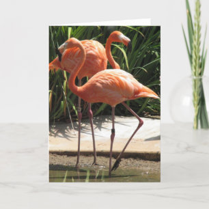 Troep van het Wenskaart van Flamingo's Kaart