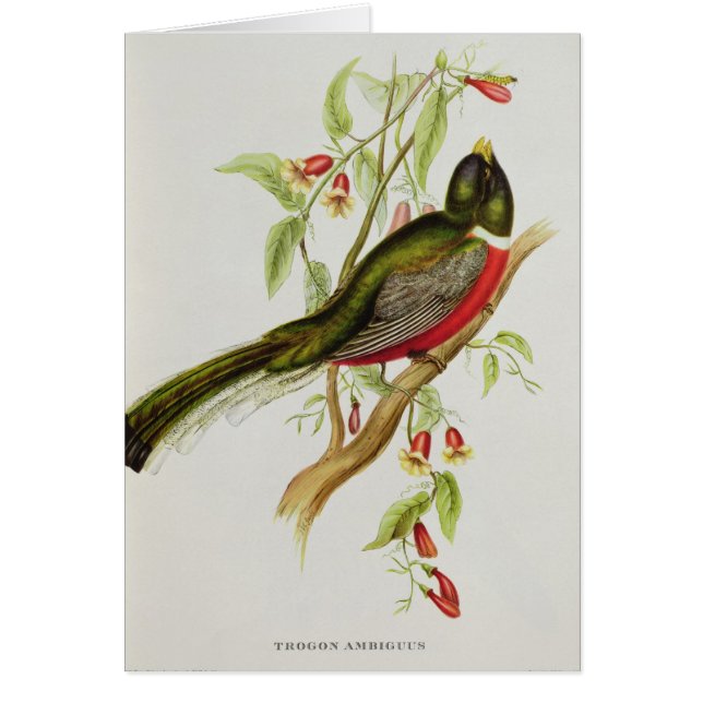 Trogon Ambiguus (Voorkant)