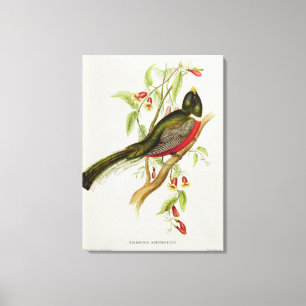 Trogon Ambiguus Canvas Afdruk