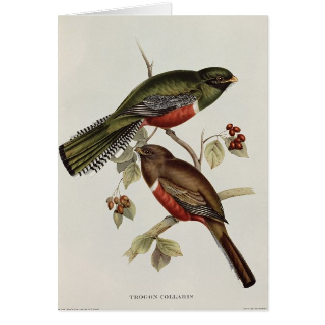 Trogon Collaris (Voorkant)