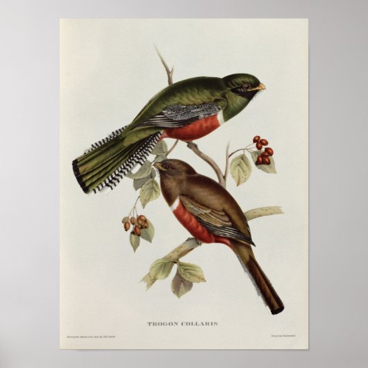Trogon Collaris Poster (Voorkant)
