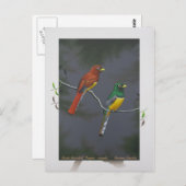 Trogon met zwarte troon - koppel briefkaart (Voorkant / Achterkant)