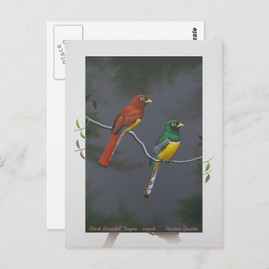 Trogon met zwarte troon - koppel briefkaart (Voorkant / Achterkant)