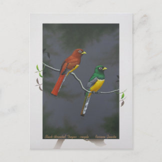 Trogon met zwarte troon - koppel briefkaart