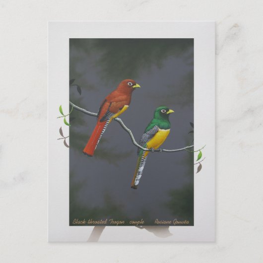 Trogon met zwarte troon - koppel briefkaart (Voorkant)