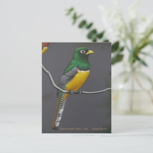 Trogon met zwarte troon - mannelijk briefkaart (Staand voorkant)
