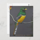 Trogon met zwarte troon - mannelijk briefkaart (Voorkant / Achterkant)