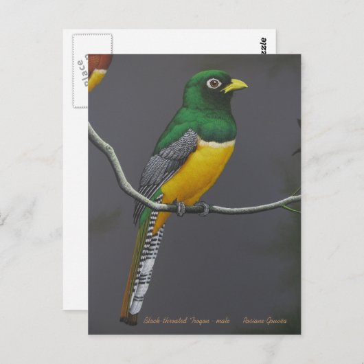 Trogon met zwarte troon - mannelijk briefkaart (Voorkant / Achterkant)