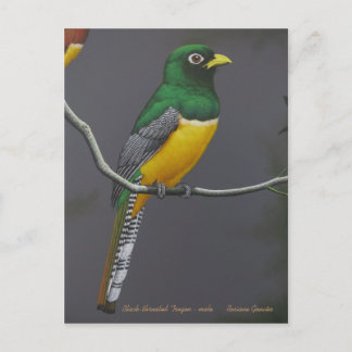 Trogon met zwarte troon - mannelijk briefkaart