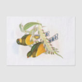 Trogon van de makreel, ontkoppeling tissuepapier (Voorkant)