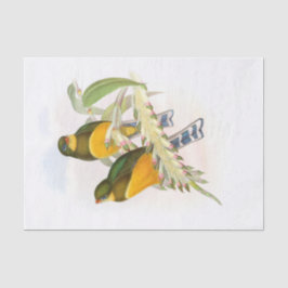 Trogon van de makreel, ontkoppeling tissuepapier