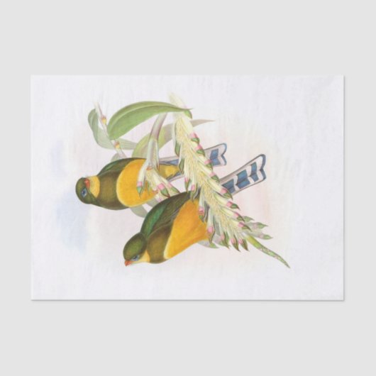 Trogon van de makreel, ontkoppeling tissuepapier (Voorkant)