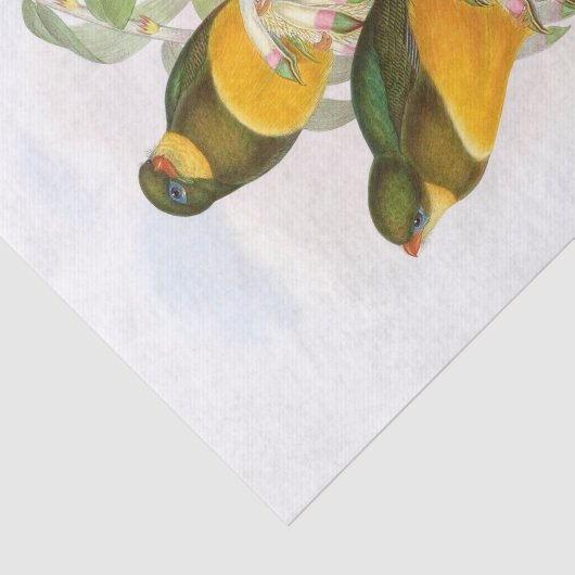 Trogon van de makreel, ontkoppeling tissuepapier (Detail)