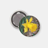 Trompet Daffodil Kleine ronde magneet (Voorkant / Achterkant)