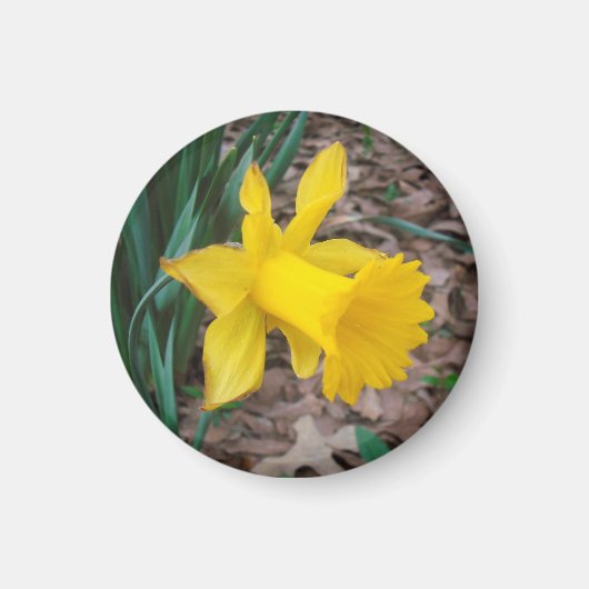 Trompet Daffodil Kleine ronde magneet (Voorkant)