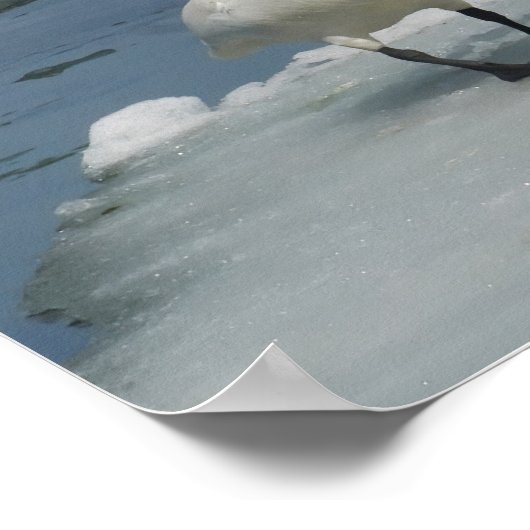 Trompeter zwanen in het noorden van Michigan Poster (Hoek)