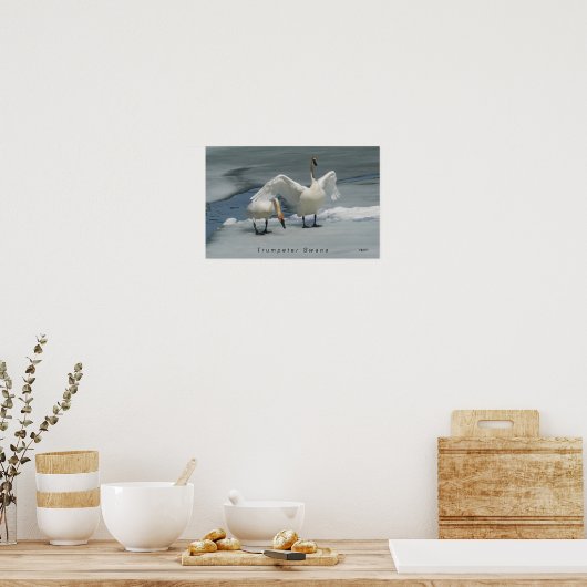 Trompeter zwanen in het noorden van Michigan Poster (Keuken)