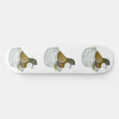 Trompetter Duif AOC Kaalkop Skateboard (Horizontaal)