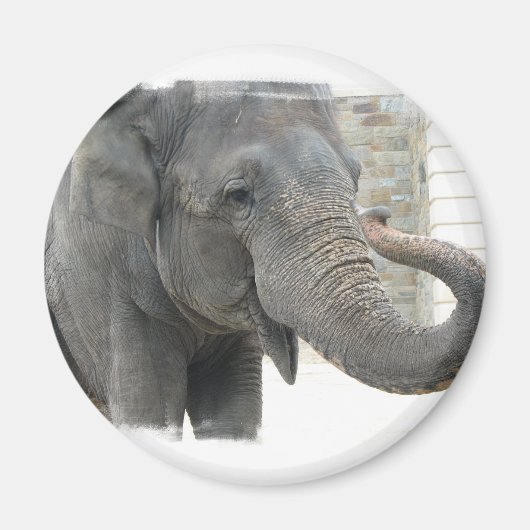 Trompetterend olifant ronde Button Magneet (Voorkant)