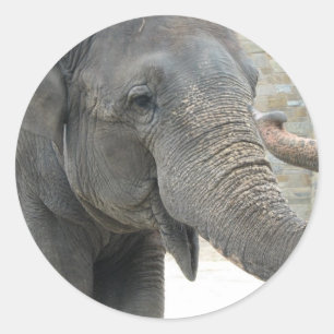 Trompetterende olifant Sticker