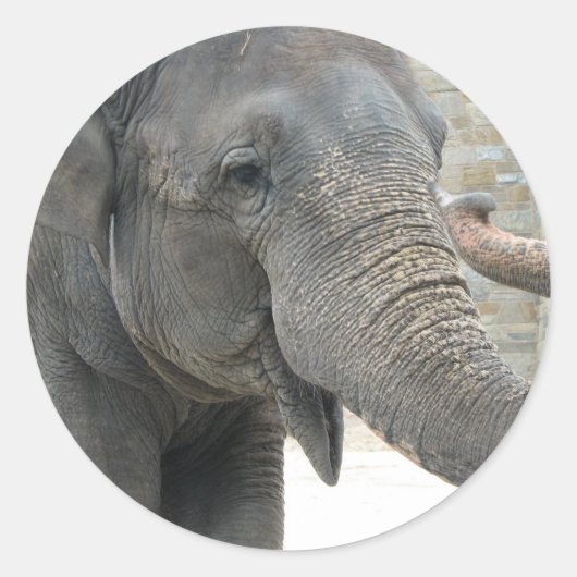 Trompetterende olifant Sticker (Voorkant)