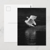 Trompetterzwaan b/w briefkaart (Voorkant / Achterkant)