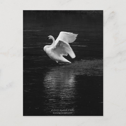 Trompetterzwaan b/w briefkaart (Voorkant)