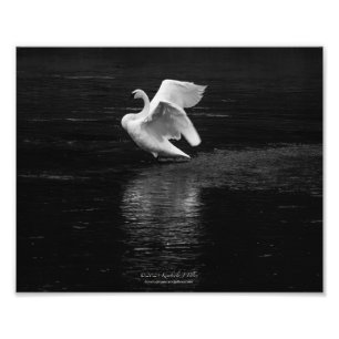 Trompetterzwaan b/w foto afdruk