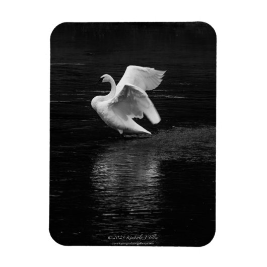 Trompetterzwaan b/w magneet (Verticaal)