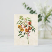 trompetwijnstok Botanisch Briefkaart (Staand voorkant)