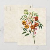 trompetwijnstok Botanisch Briefkaart (Voorkant / Achterkant)