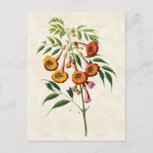 trompetwijnstok Botanisch Briefkaart