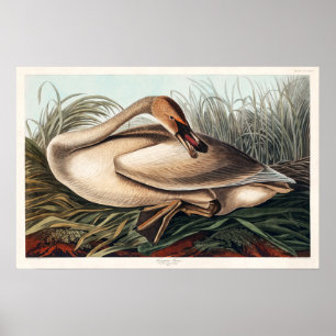 Trompetzwaan door John James Audubon Poster