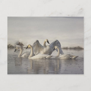 Trompetzwanen in de Madison-rivier in de winter Briefkaart