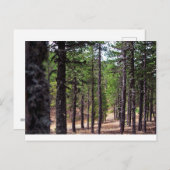 Troodos-bergbos, Cyprus Briefkaart (Voorkant / Achterkant)