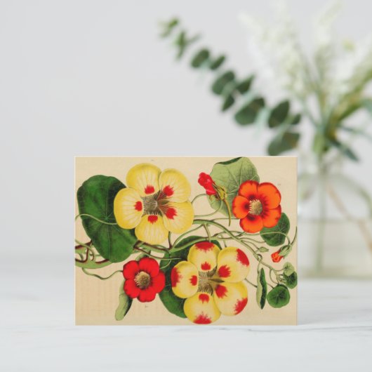 "Tropacalum" Zinnia  Schets Briefkaart (Staand voorkant)