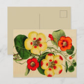 "Tropacalum" Zinnia  Schets Briefkaart (Voorkant / Achterkant)
