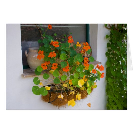 Tropaeolum majus (Voorkant Horizontaal)