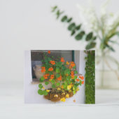 Tropaeolum majus briefkaart (Staand voorkant)