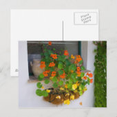 Tropaeolum majus briefkaart (Voorkant / Achterkant)