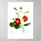 Tropaeolum majus (nasturtium) poster (Voorkant)