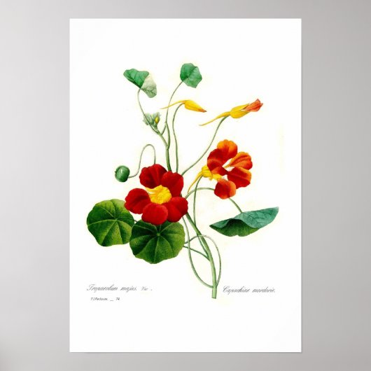 Tropaeolum majus (nasturtium) poster (Voorkant)
